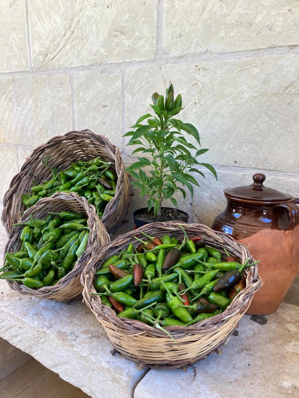 Masseria Sucea Мартано Екстериор снимка