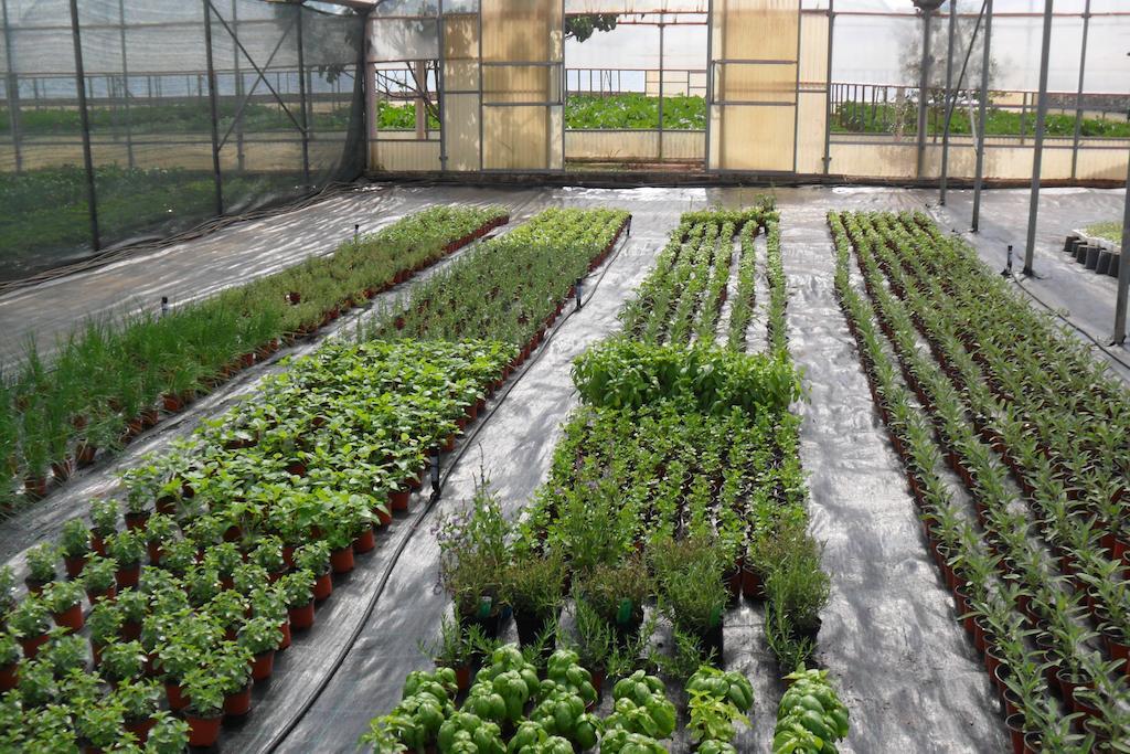 Masseria Sucea Мартано Екстериор снимка