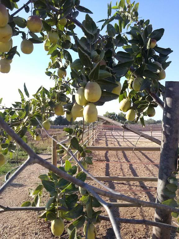 Masseria Sucea Мартано Екстериор снимка