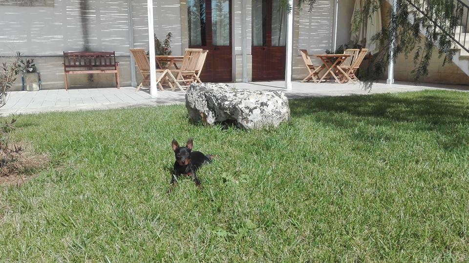 Masseria Sucea Мартано Екстериор снимка