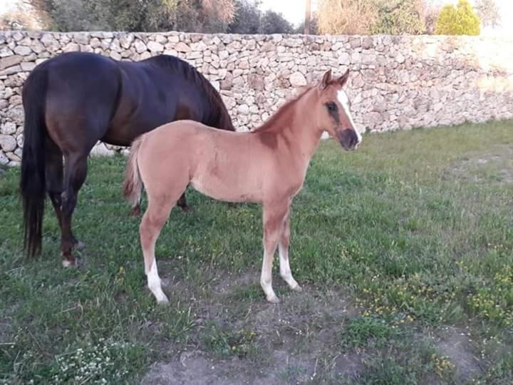 Masseria Sucea Мартано Екстериор снимка
